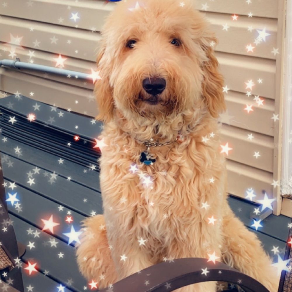 Meet your Posher, Ilanit